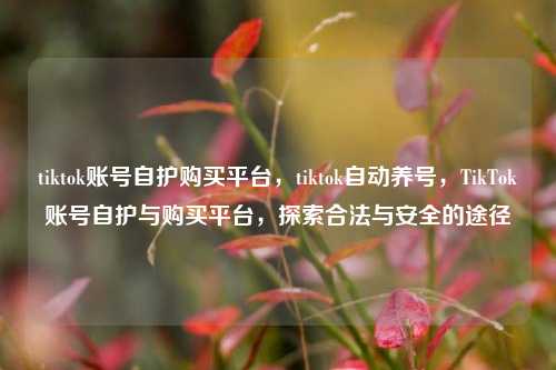 tiktok账号自护购买平台，tiktok自动养号，TikTok账号自护与购买平台，探索合法与安全的途径