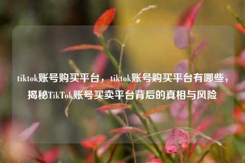 tiktok账号购买平台	，tiktok账号购买平台有哪些，揭秘TikTok账号买卖平台背后的真相与风险  第1张