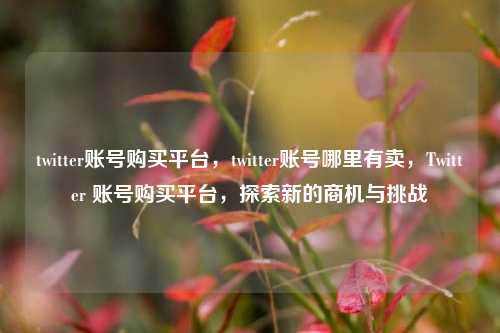 twitter账号购买平台，twitter账号哪里有卖，Twitter 账号购买平台，探索新的商机与挑战