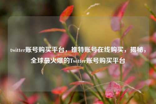 twitter账号购买平台，推特账号在线购买，揭秘，全球最火爆的Twitter账号购买平台